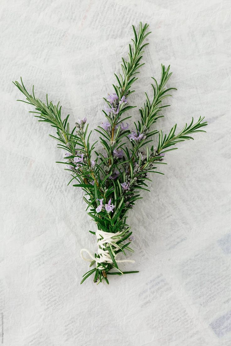 Rosemary